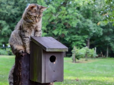 7 Easy Ways To Protect Songbirds In Your Yard featured image