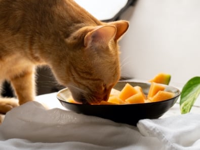 Why Does My Cat Like Cantaloupe? featured image