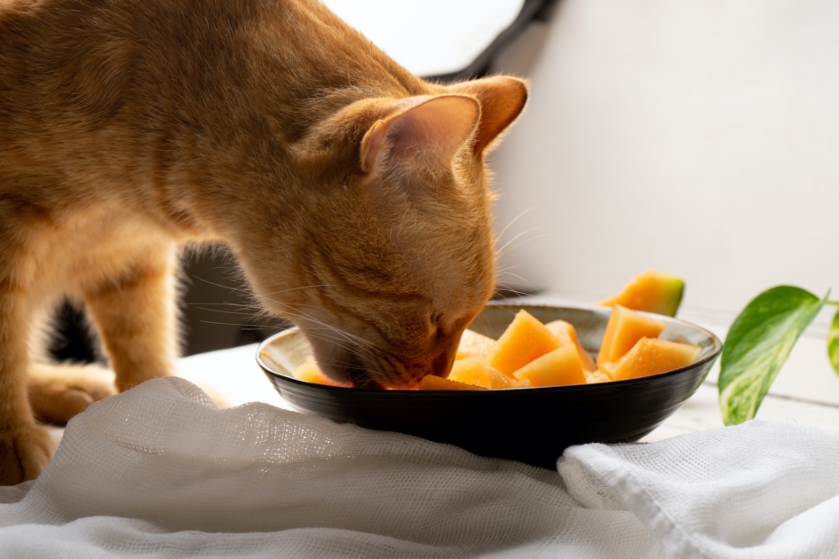 A cat eating cantaloupe.