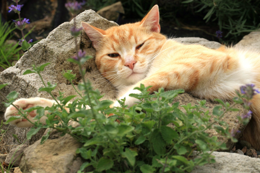 tabby cat in garden laying next to catnip