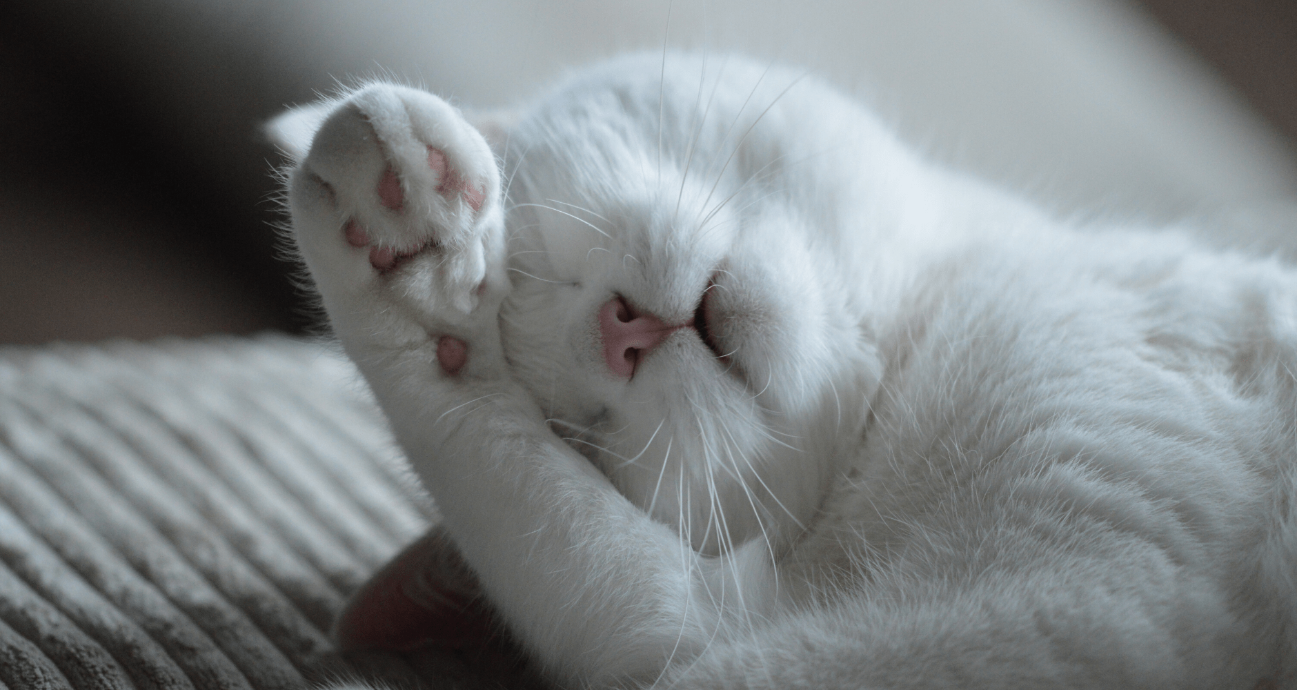 20 Funny Cat GIFs  Funny cat videos, Cat facts, Cat celebrating