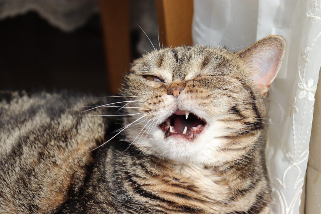 tabby cat about to sneeze