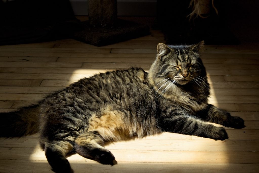 cat lying in the sun