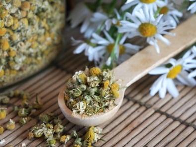 Comforting Chamomile: The Healing Herb featured image