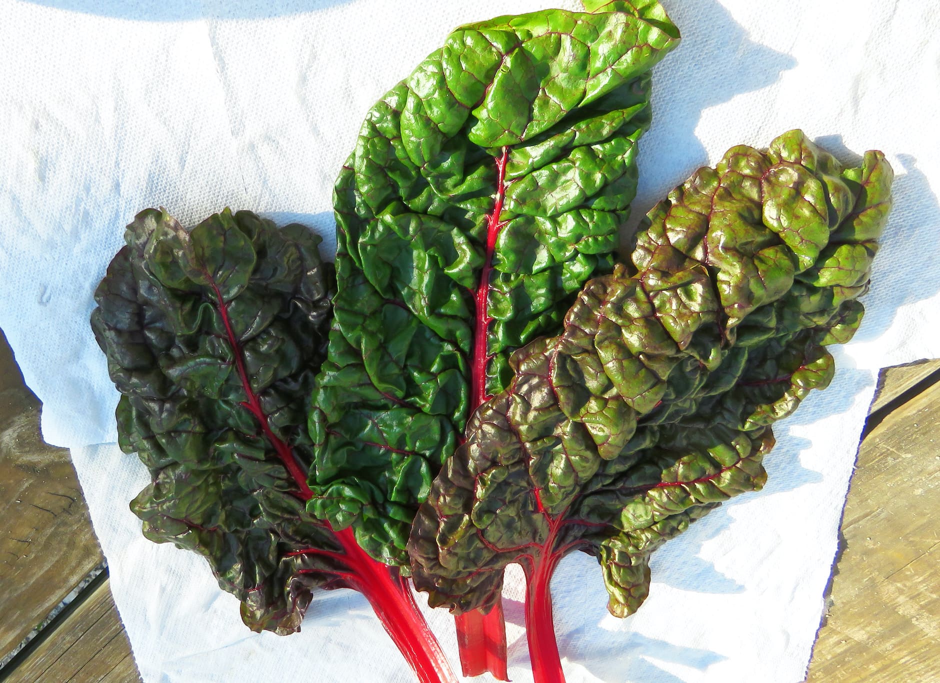 Fresh organic Swiss Red Chard on paper towel for storage.
