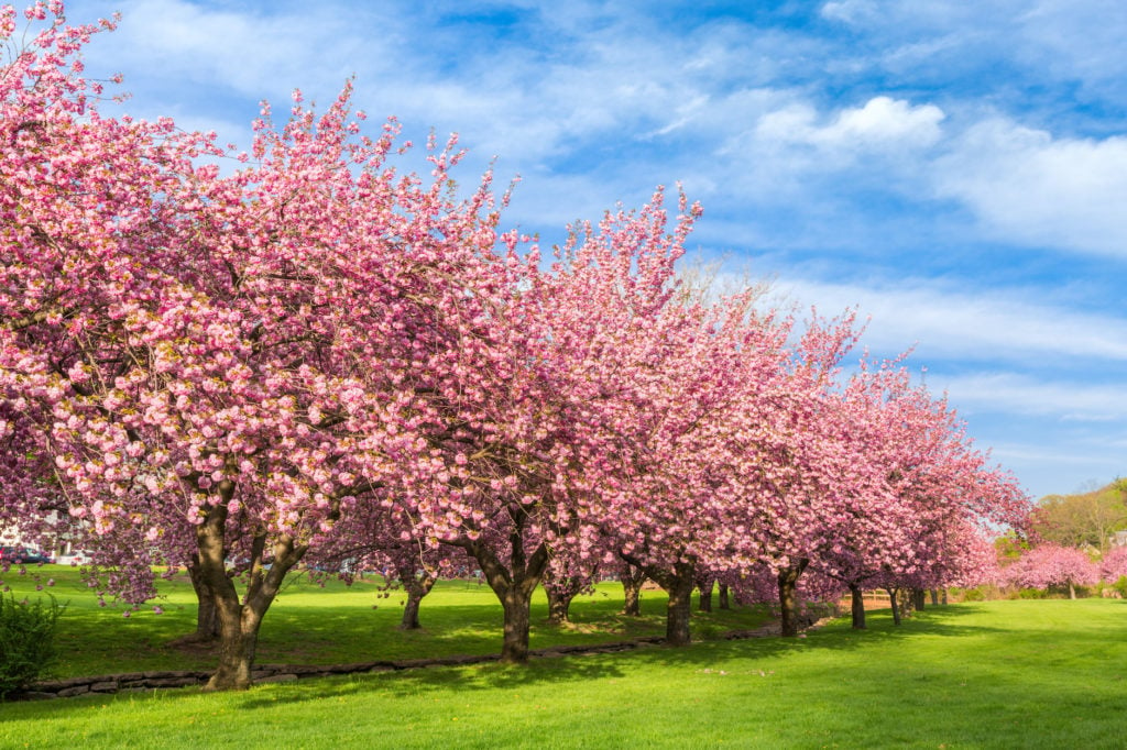 17 facts to know about Sakura flowers