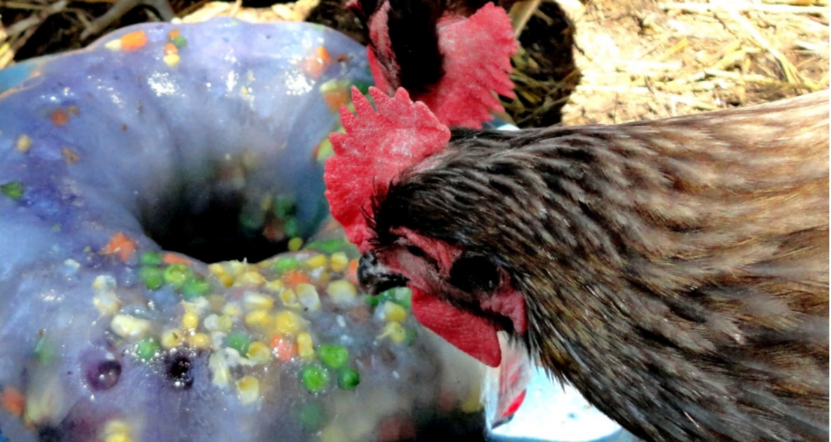 Chicken - Fresh Eggs Daily: Raising Happy, Healthy Chickens... Naturally