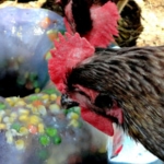 Chicken - Fresh Eggs Daily: Raising Happy, Healthy Chickens... Naturally