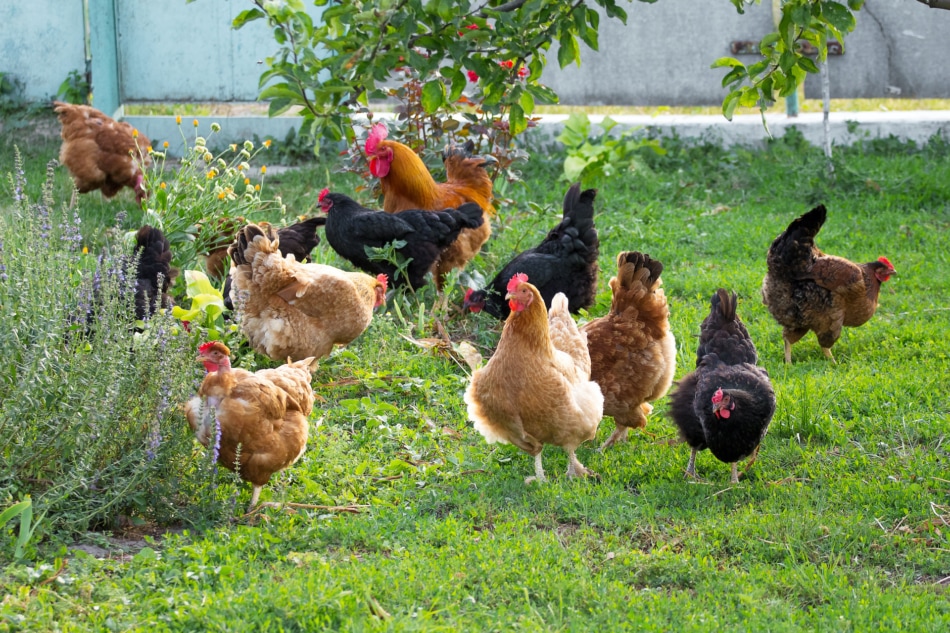 Poultry - Roosters and chickens in the backyard.