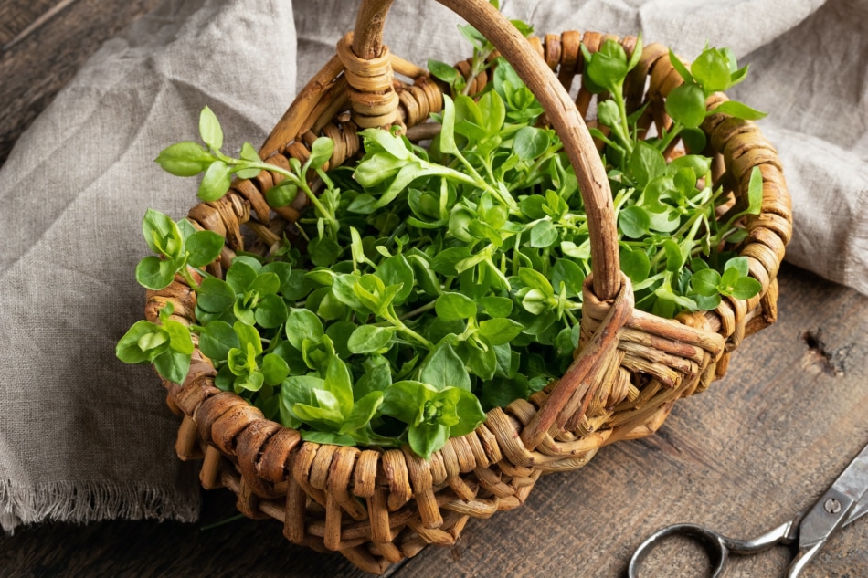 Leaves of chickweed or Stellaria media - a wild edible plant growing in early spring