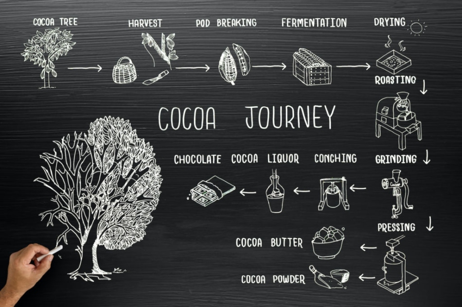 Infographic design for cocoa journey on blackboard.