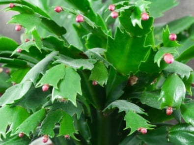 Schlumbergera truncata - Flower