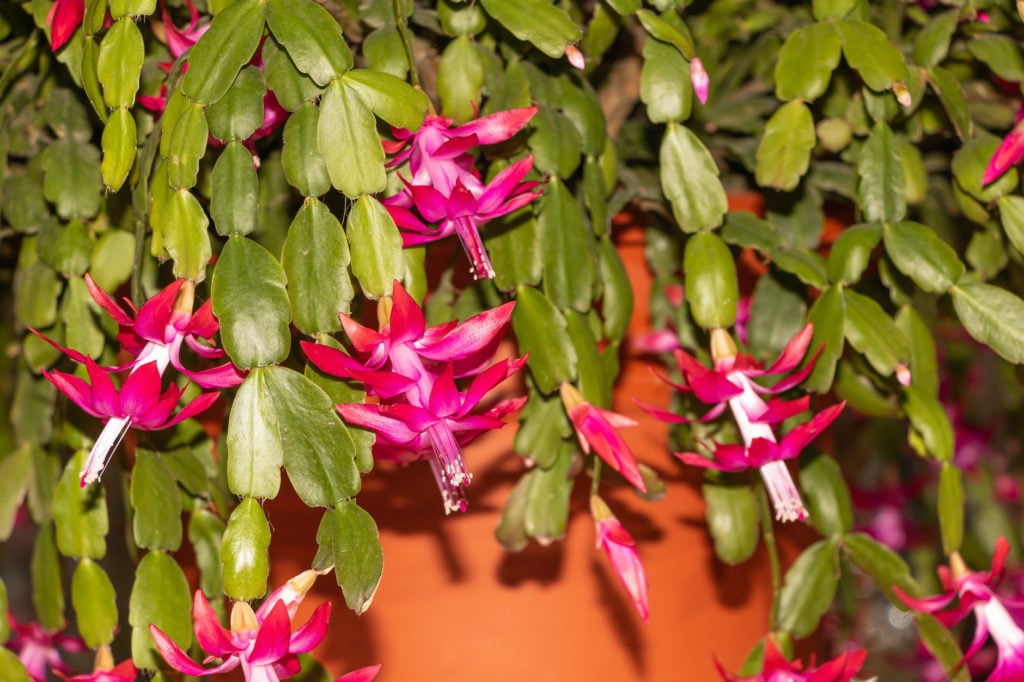 Christmas cactus in bloom very beautiful red color.