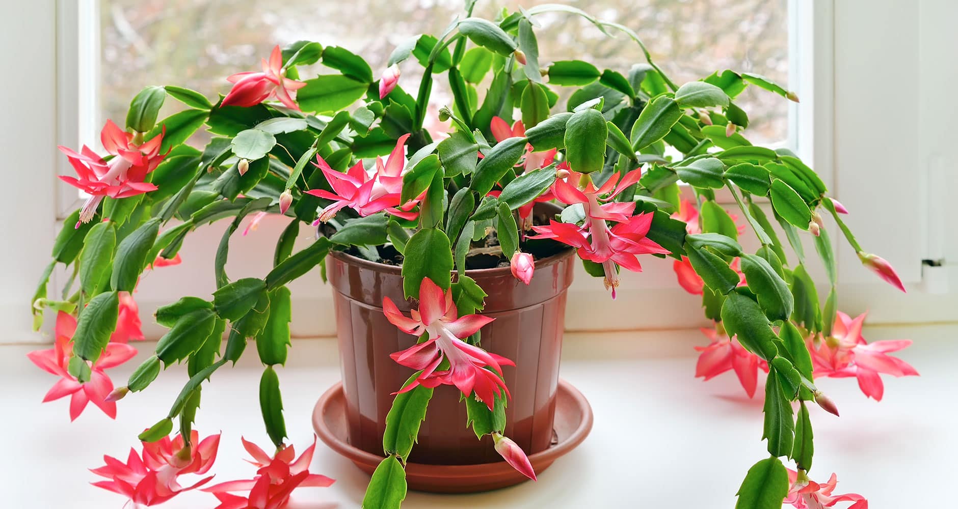 thanksgiving cactus