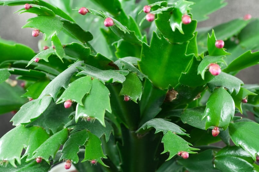 Thanksgiving Cactus Or Christmas Cactus Blooming In March Farmers Almanac