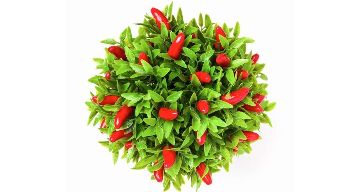 Deck the Halls with Christmas Peppers?! Farmers' Almanac