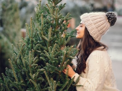 Top 5 Fragrant Christmas Trees featured image