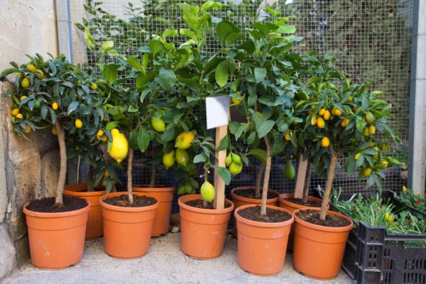 lemon trees in pots