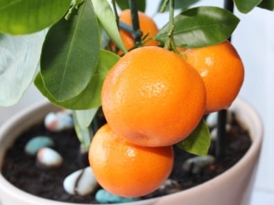 Container Gardening: Growing Citrus featured image