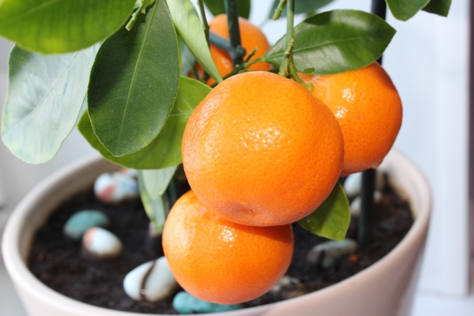 Clementine - Fruit tree