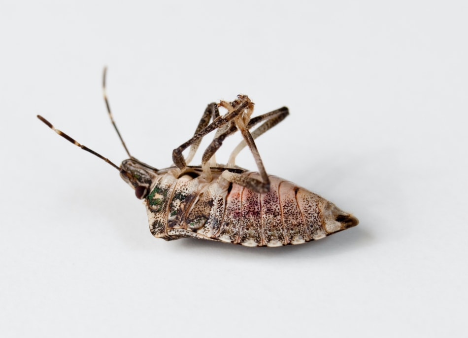 Do Cold Winters Kill Bugs Farmers Almanac