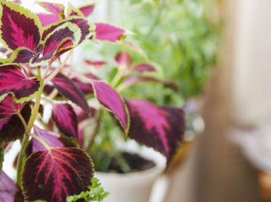 How To Overwinter Coleus And Other Plants Indoors featured image