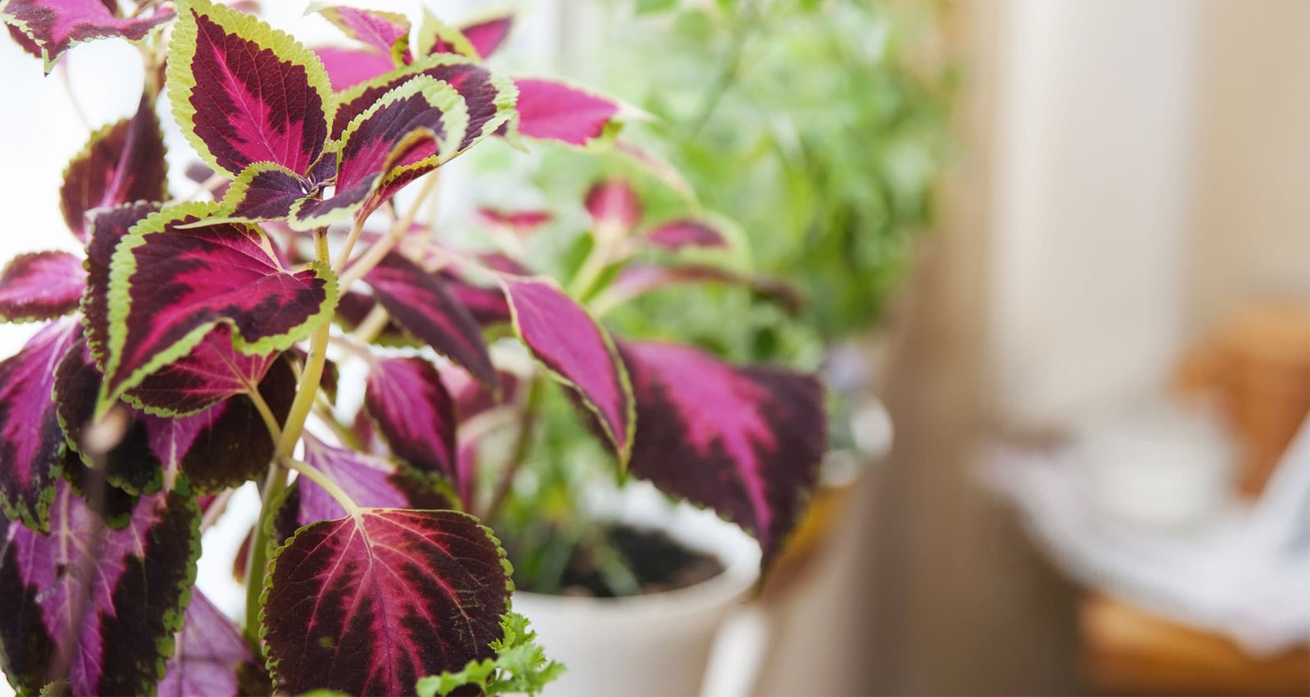 How to overwinter house plants, Illinois Extension