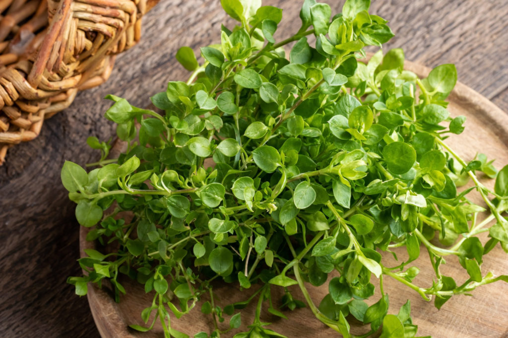 Young leaves of chickweed or Stellaria media - a wild edible plant collected in spring