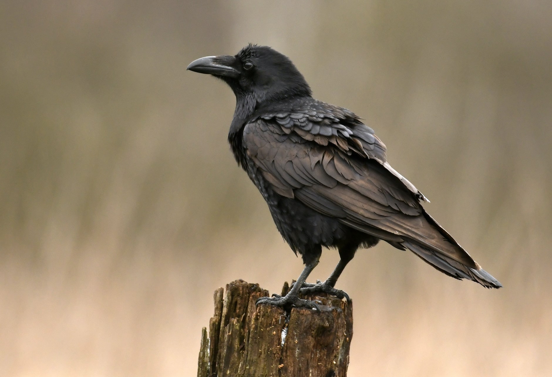 do ravens travel in groups