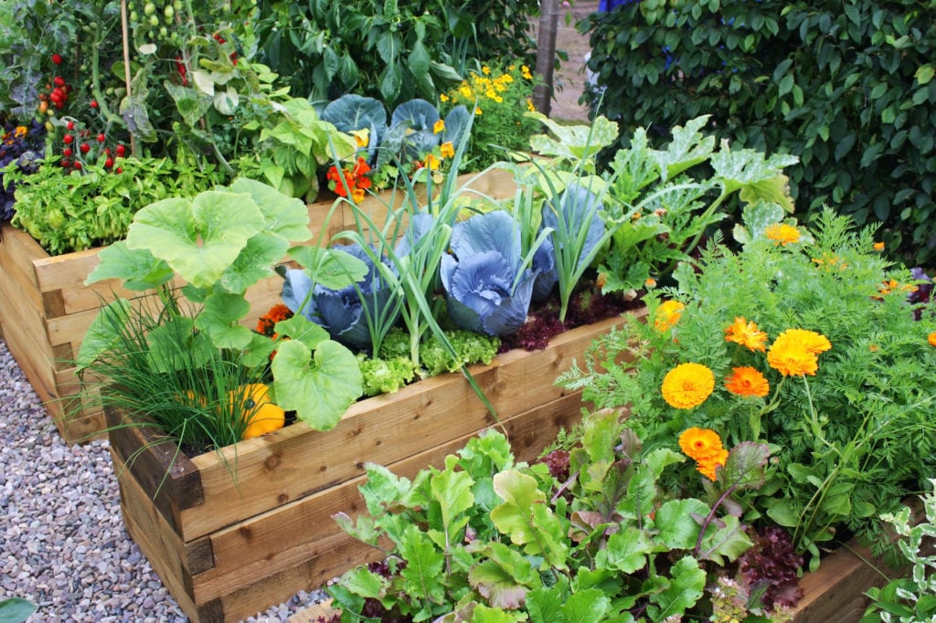 variety of plants and flowers in a garden box