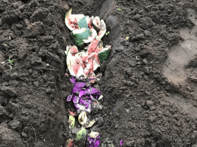 Trench Composting With Kitchen Scraps featured image