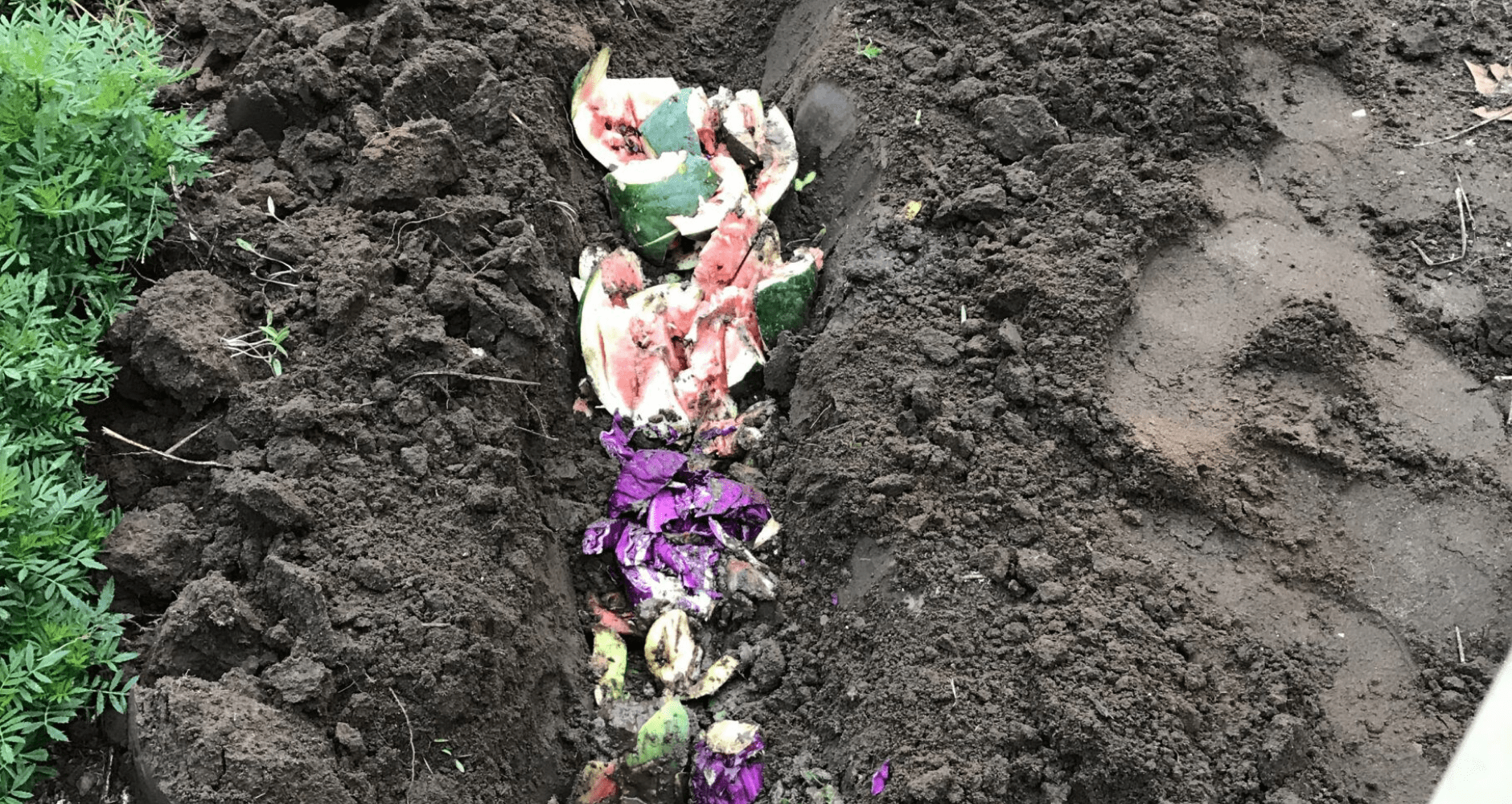 Image of Trench of in ground compost in a garden