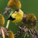 American Goldfinch - Birds