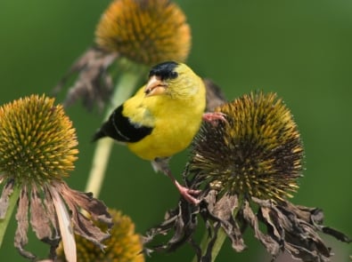 Grow The Plants That Feed The Birds! featured image