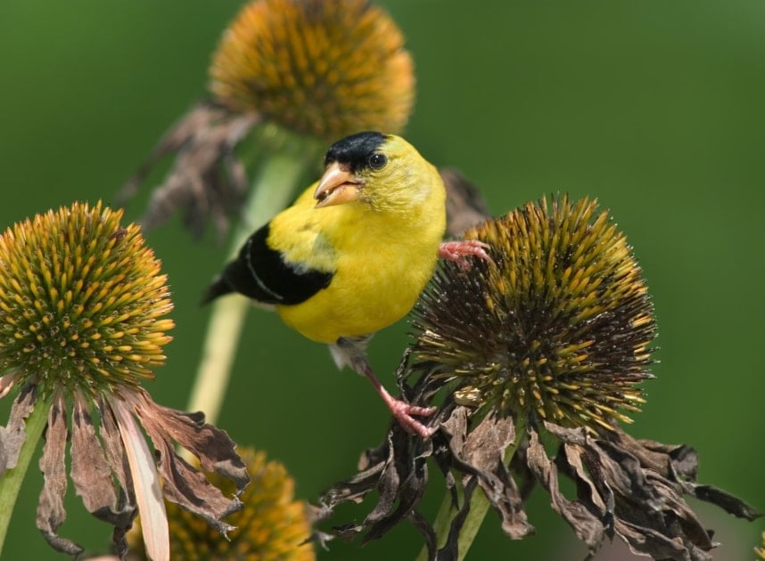 American Goldfinch - Birds