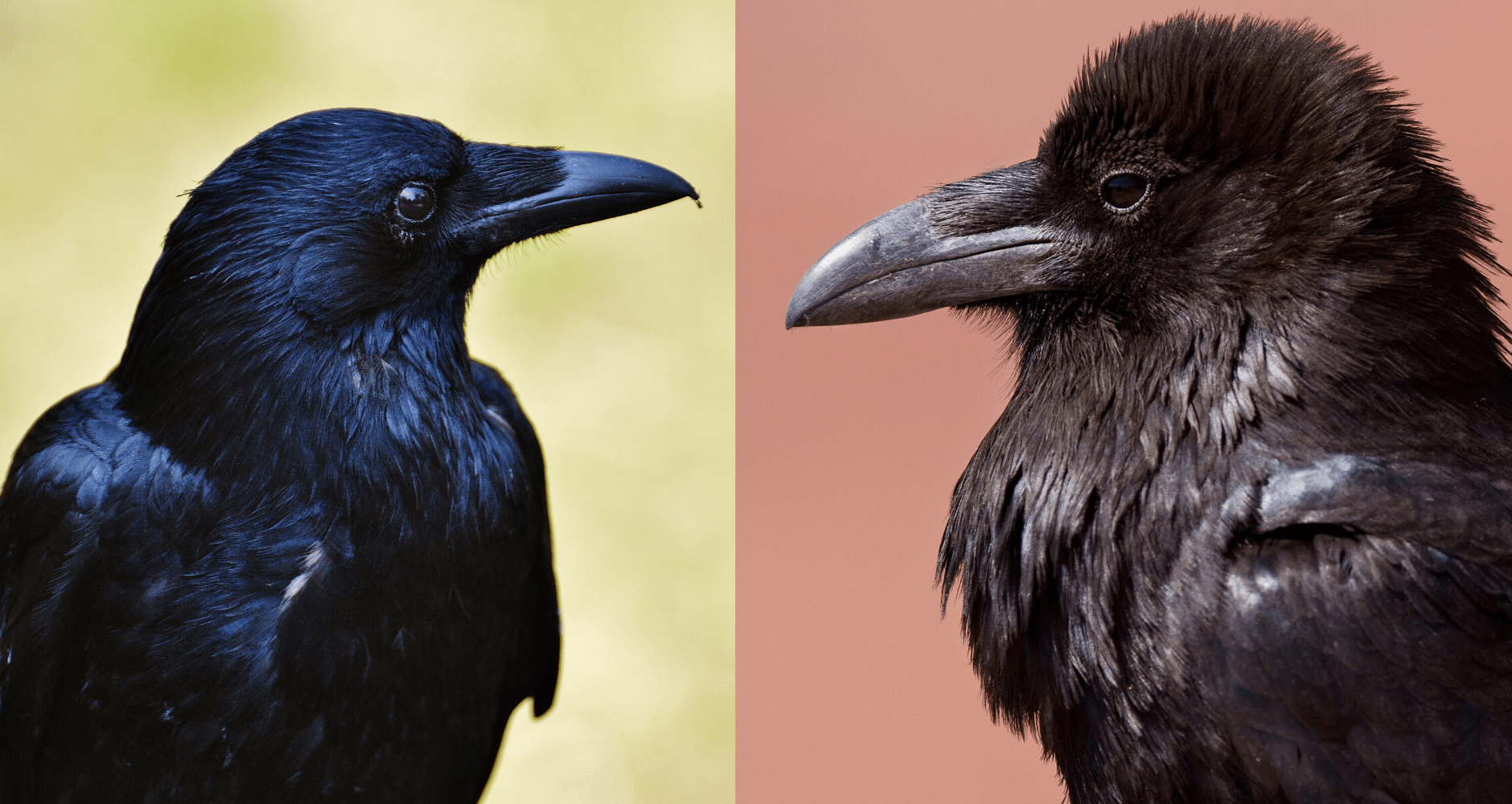 american crow and common raven side by side comparison