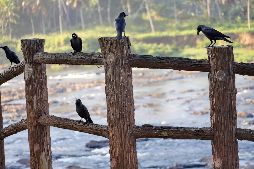 five crows on a fence