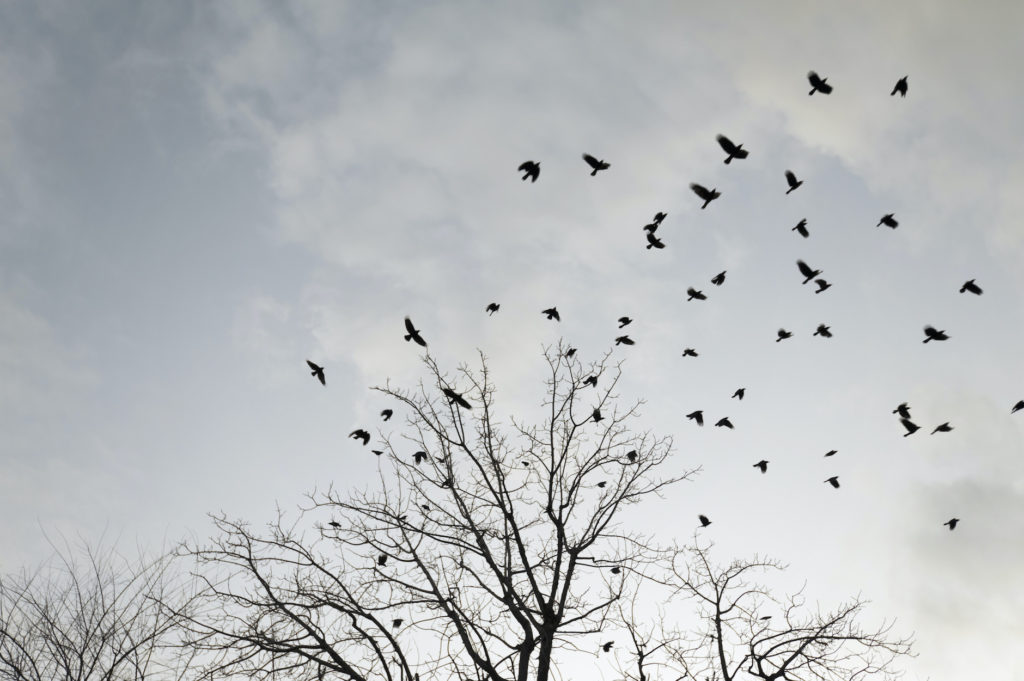 a murder of crows roosting in tree