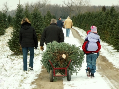 Christmas Tree - Tree farm
