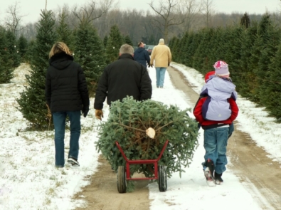 Top 10 Reasons To Cut Your Own Christmas Tree featured image