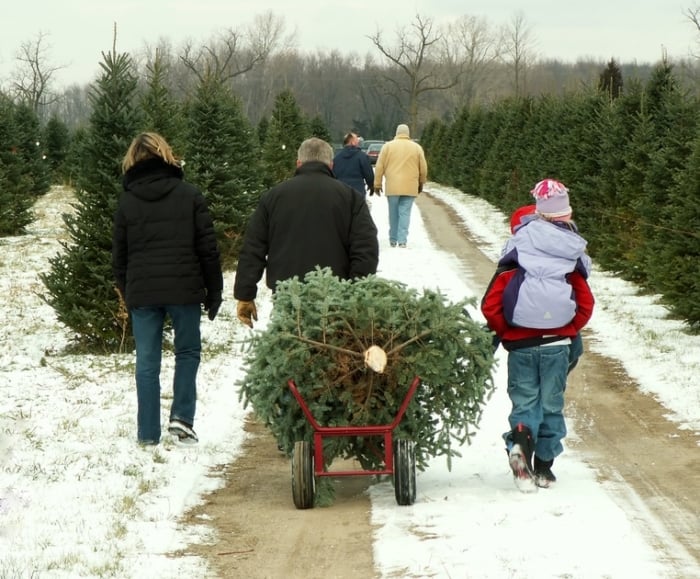 Christmas Tree - Tree farm