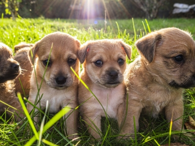 5 Fun Facts About Puppies For National Puppy Day (March 23) featured image