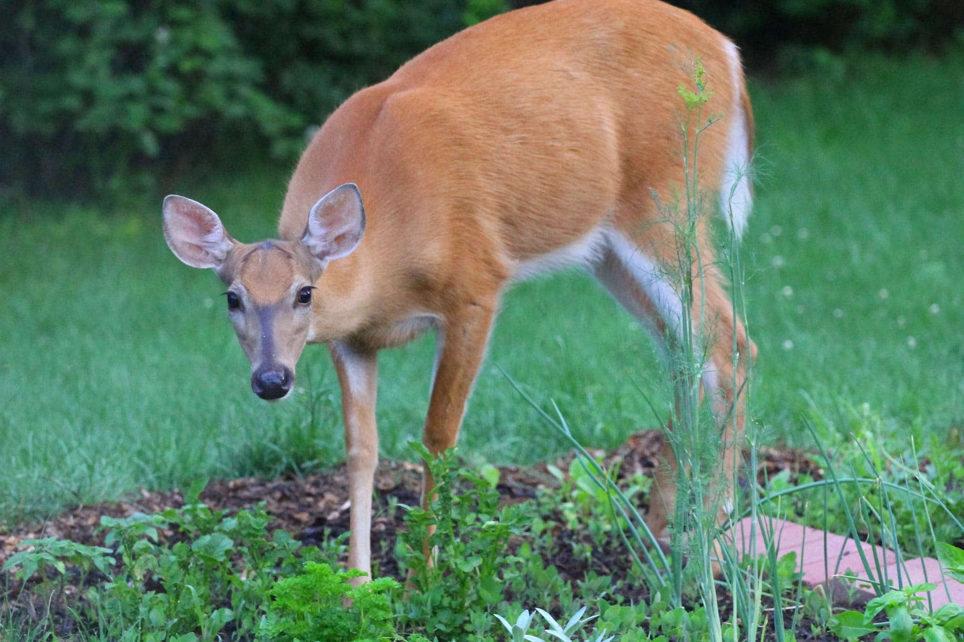 White-tailed deer near a vegetable garden, the most common large garden pest in much of North America