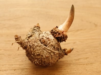 What the Heck is Devil’s Tongue? featured image