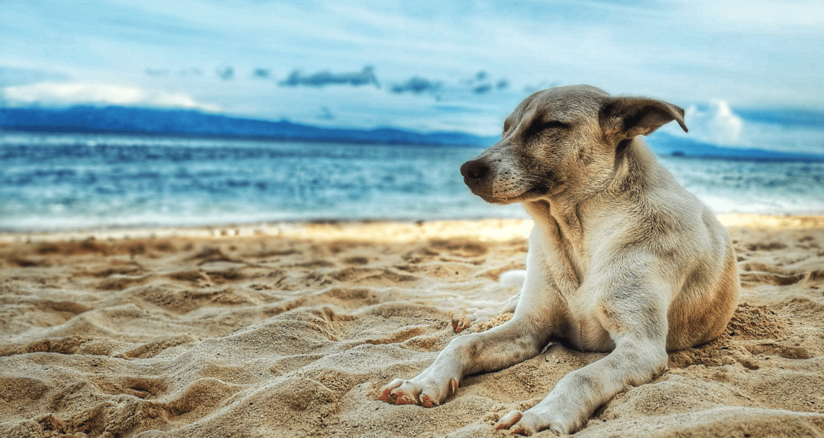 Dog - Jupiter Off-Leash Dog Beach