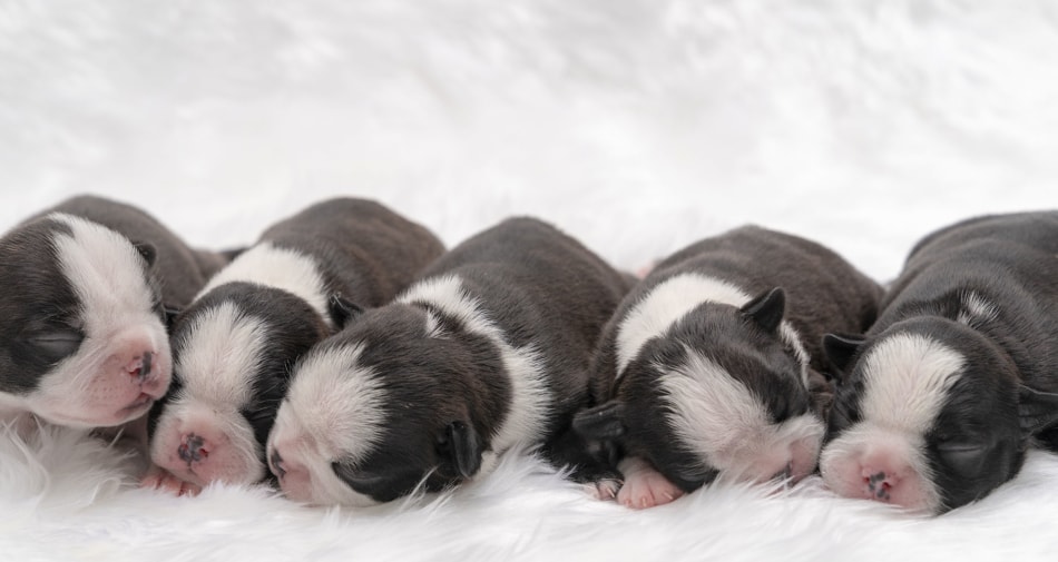 Litter of puppies sleeping on white fur.