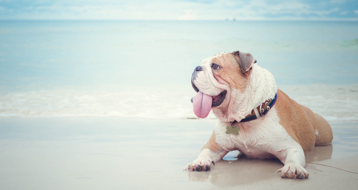 7 Hacks to Keep Dogs Cool in Summer Heat [2024 Update]