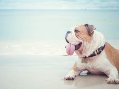 15 Ways To Keep Your Dog Safe, Happy, and Hydrated When It’s Hot featured image