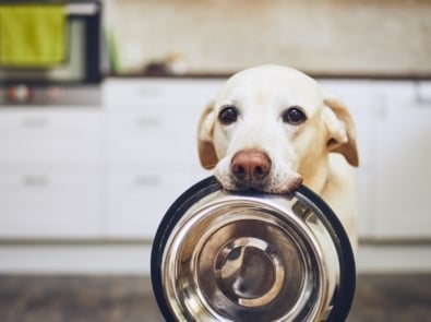 Can I Feed My Dog People Food? featured image