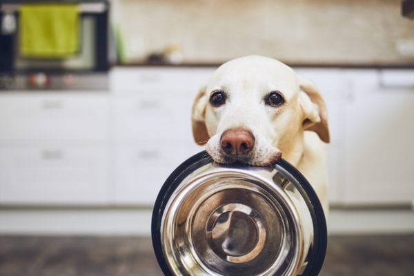 Out Of Dog Food What Can I Feed My Dog : A good quality dog food is formulated to meet a dog's nutritional needs so, unless you can provide a nutritionally complete meal, feed a my answer is just don't run out of puppy food it's your responsibility to look after all your dogs needs.